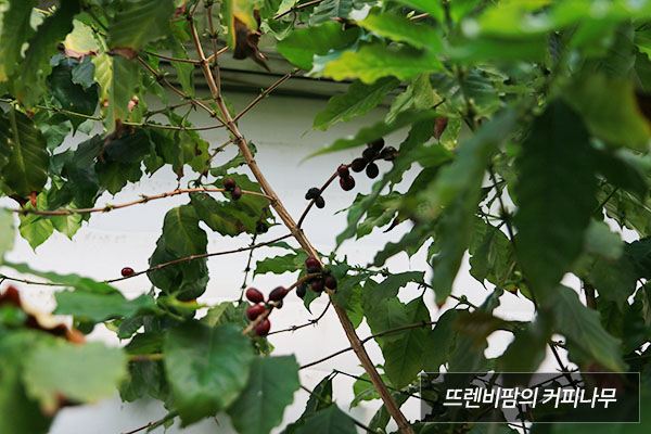 뜨렌비팜의 커피나무