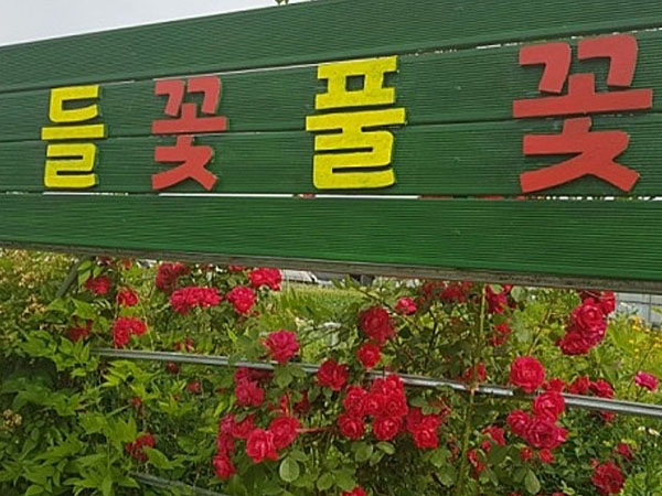 나는 마음 치유에 빠져든 꽃차 소믈리에